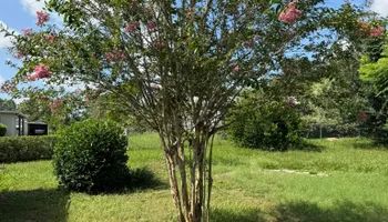 Mowing for Young's Lawn Services LLC in Ocala, FL
