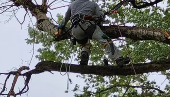 Tree Removal for Graham’s Tree Services in Pierce, CO