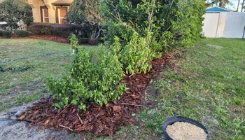 Tree Trimming for Highlife Tree Care And Landscaping in Altamonte Springs, FL