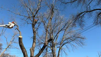 Tree Removal for Cross Family Tree Service in Kearney, MO