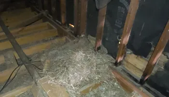 Raccoon Control for Magnolia Wildlife Solutions  in  Collierville, TN