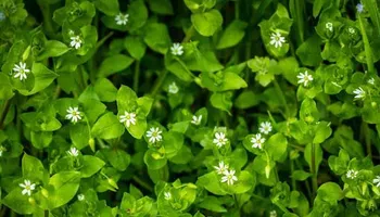 Soil Tests for Earth First Turf, LLC in Cherokee County, GA