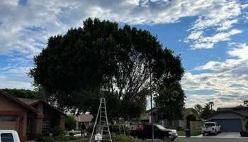Fall and Spring Clean Up for Oliver L. Palm & Tree services in Yuma, AZ