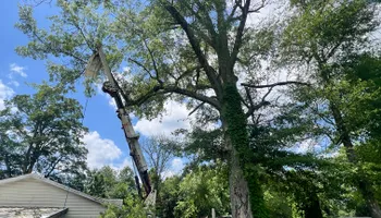 Tree Removal for Kadin’s Tree Service in North Vernon, IN
