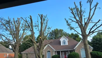 Tree Removal for Optimum Tree Service And Landscaping in Bowling Green, KY