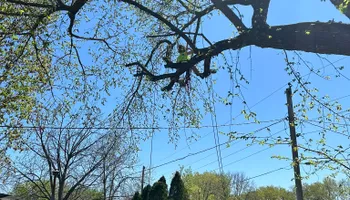 Tree Removal for Allstate Tree Service in Fridley, MN