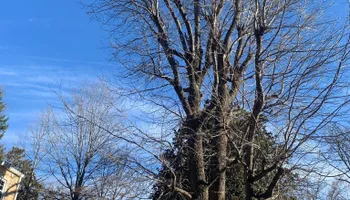 Tree Removal for VA Landgrowth LLC in Lexington, VA