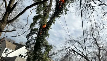 Tree Removal for Cross Family Tree Service in Kearney, MO