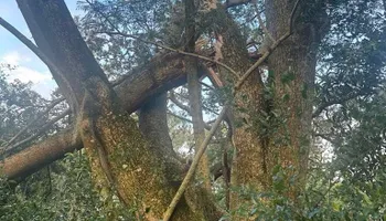 Tree Pruning and Trimming for All Around Guys Tree Service in Ocala, FL