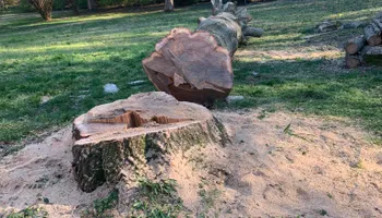 Tree Removal for Optimum Tree Service And Landscaping in Bowling Green, KY