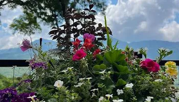 Mowing for Sustainable Property Services in Banner Elk, NC