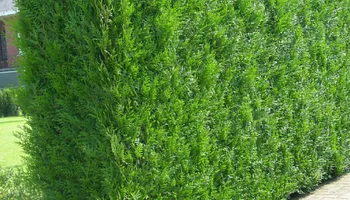 Weekly Mowing for Green Shoes Lawn & Landscape in Cincinnati, OH