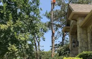 Tree Removal & Trimming for Teague Trees and Land Clearing in Rendon, TX