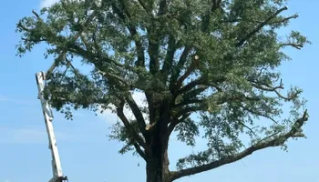 Tree Removal for Lance Tree Service in Tellico Plains ,  TN