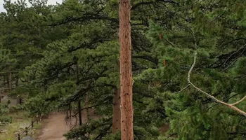 Tree Risk Consultation for Beetle Busters LLC in Centennial, CO