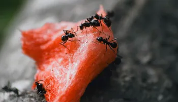 General Pest Control for Arvo Pest Control in Sandy, UT