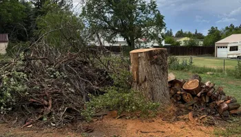 Tree Removal for Graham’s Tree Services in Pierce, CO