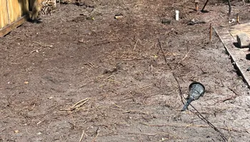 Stump Grinding for Busy Beaver Stump Removal, Inc in Clearwater, FL