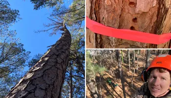 Tree Trimming for Pinedown LLC in Cherokee County, GA