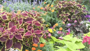 Commercial Maintenance/Installs for Urban Lawn & Landscape in Oklahoma City, OK