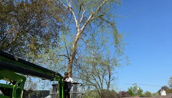 Tree Removal for Fransen's Tree Service  in Freeport, IL