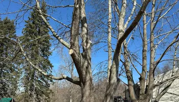 Tree Removal for Silver City Tree Service in Taunton, MA