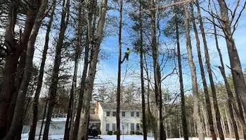 Tree Removal for Licensed to Cut Tree Service in Athens, PA