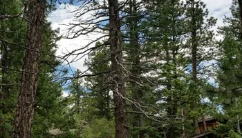 Tree Risk Consultation for Beetle Busters LLC in Centennial, CO