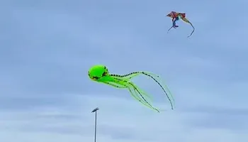 Weeding for G&B Yard Service in Ruidoso Downs, NM