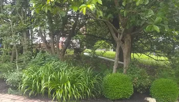 Tree Removal for Mario's Tree Service in Richmond, VA