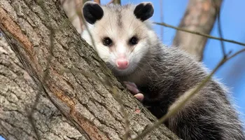 Residential Wildlife Control for Topper's Wildlife Removal in Garland, TX