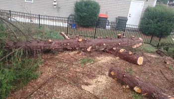 Tree Removal for All Tree Property Services in Charlotte, NC