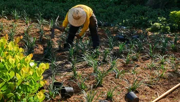 Landscaping for Arazoza Brothers Corporation in Miami, FL