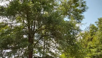 Tree Removal for Asbell's Tree & Land Services in Gilchrist County, FL