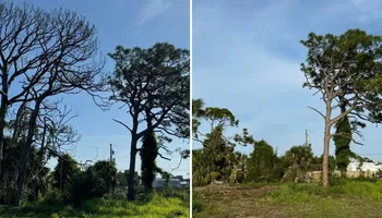 Tree Removal for Lemon Bay Tree Service  in Englewood, FL