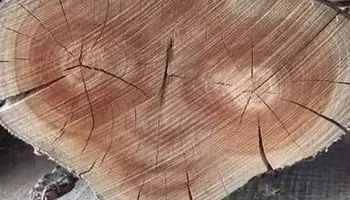 Tree Removal for Highlands Tree Service LLC in Avon Park, FL