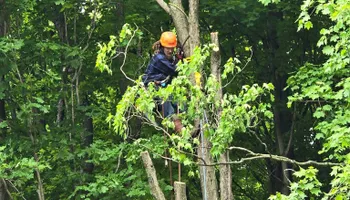 Tree Removal for Licensed to Cut in Athens, PA