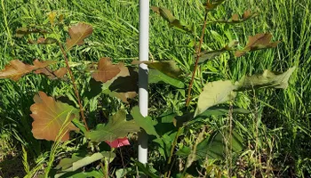 Wildlife & Hunting Property Management for Bluffside Forestry in Cedar Rapids, IA