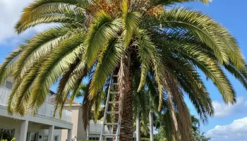 Tree Removal for ASAP Tree Service in Sebastian, FL