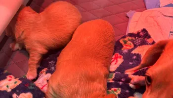 Landscape Installation for Falls Property Services  in Idaho Falls, ID