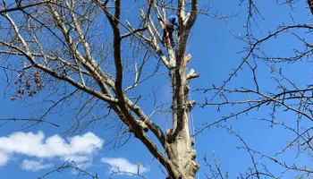 Tree Removal for Optimum Tree Service And Landscaping in Bowling Green, KY