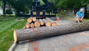 Tree Removal for MTJ Tree Removal LLC in Zebulon, NC