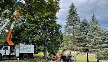 Tree Work for Baboosic Tree & Landscape in Merrimack, NH