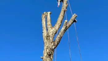 Tree Removal for Green In Green Out Tree Services in Westbrook, ME