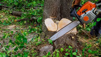 Tree Removal for Tree Life Tree Service in Wichita, KS