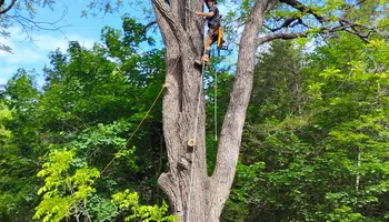 Tree Removal for VA Landgrowth LLC in Lexington, VA