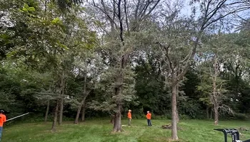 Tree Removal for Cross Family Tree Service in Kearney, MO