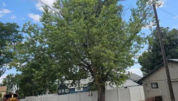 Tree Removal for Langston Tree & Landscape LLC in Canon City, CO