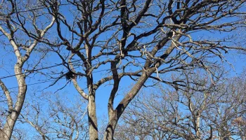 Tree Removal for Fransen's Tree Service  in Freeport, IL