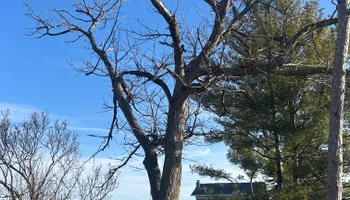 Tree Removal for Fransen's Tree Service  in Freeport, IL